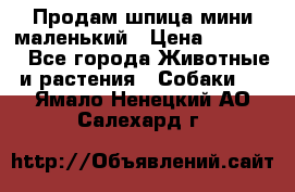 Продам шпица мини маленький › Цена ­ 15 000 - Все города Животные и растения » Собаки   . Ямало-Ненецкий АО,Салехард г.